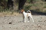 PARSON RUSSEL TERRIER 051